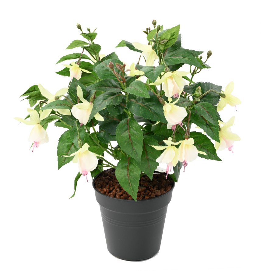 GLOCKENBLUME BLÜHEND