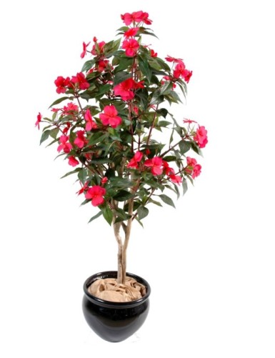 IMPATIENS BAUM