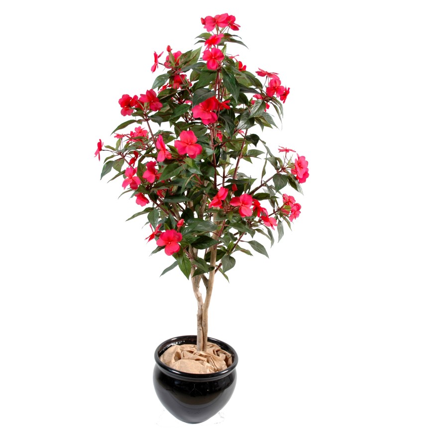 IMPATIENS BAUM