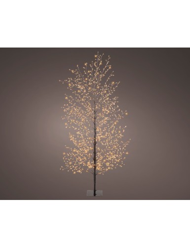 TANNE (Weihnachtsbaum)...