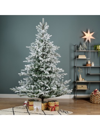 TANNE (Weihnachtsbaum) GRANDIS SCHNEEBEDECKT