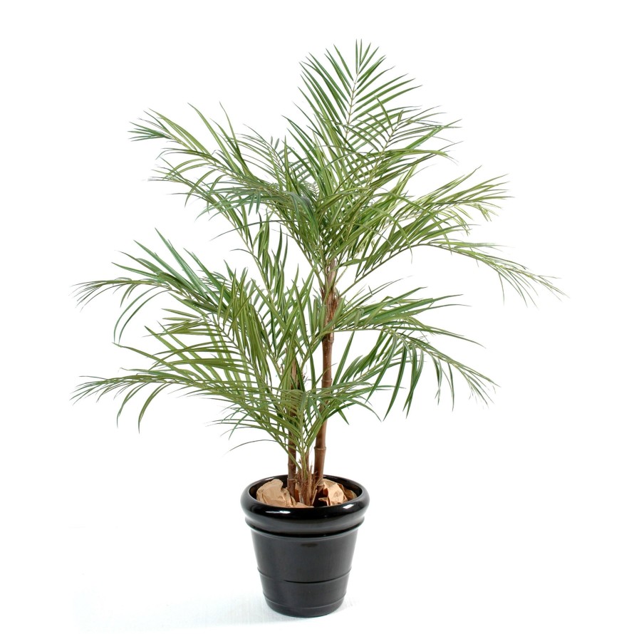 ARECA PALM *3