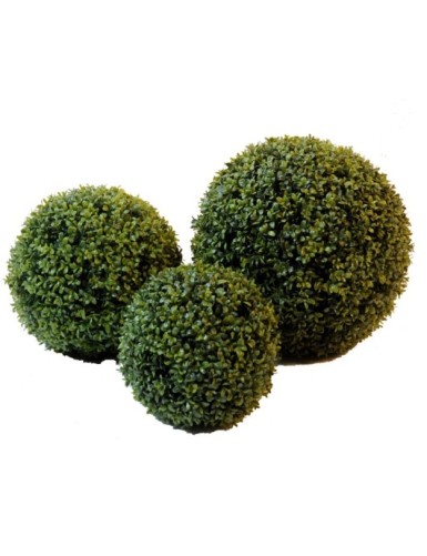 BUCHSBAUM KUGEL MURRAYA