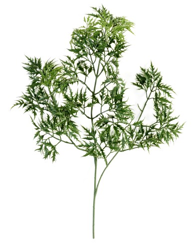ARALIA MING NITIDA ZWEIG