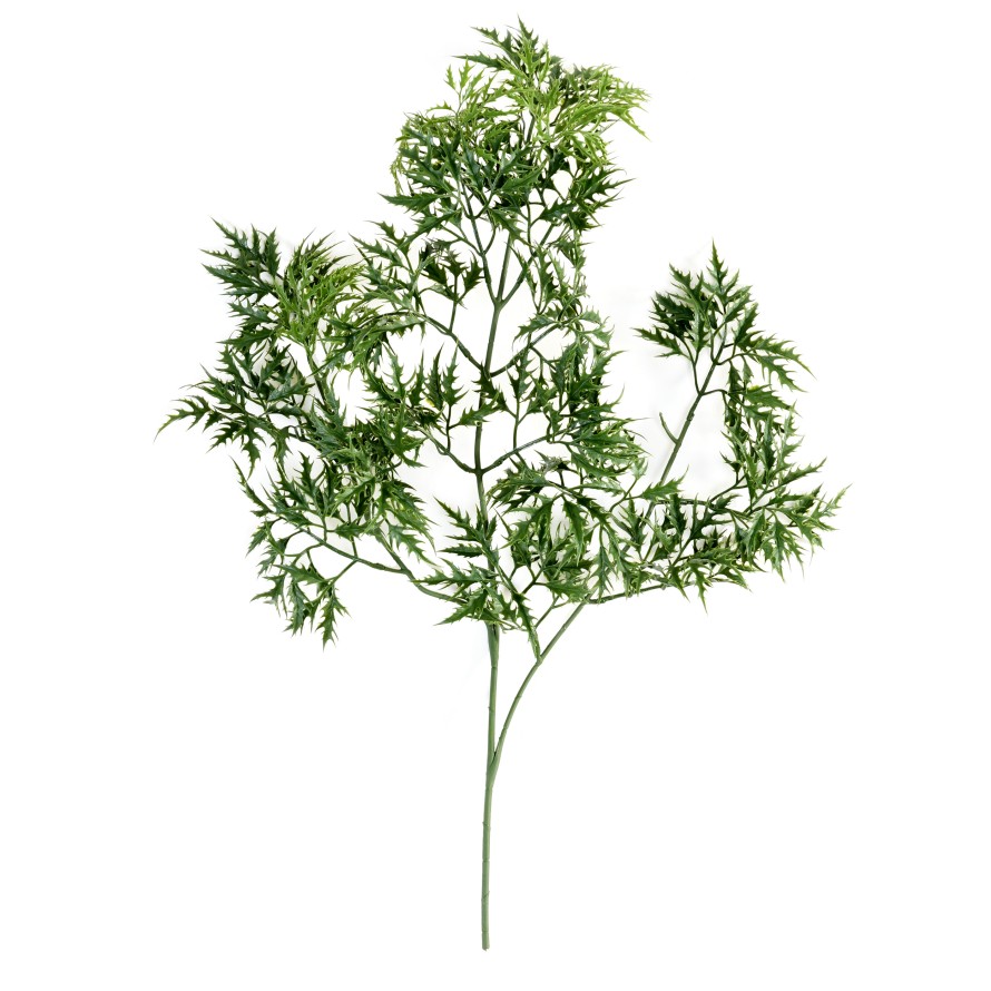 ARALIA MING NITIDA ZWEIG