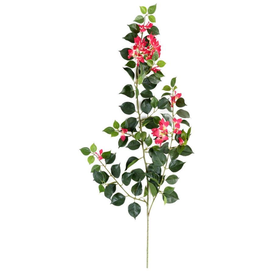 BOUGAINVILLEA (Drillingsblume) NEW ZWEIG