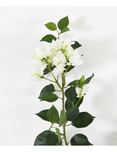 BOUGAINVILLEA (Drillingsblume) NEW ZWEIG