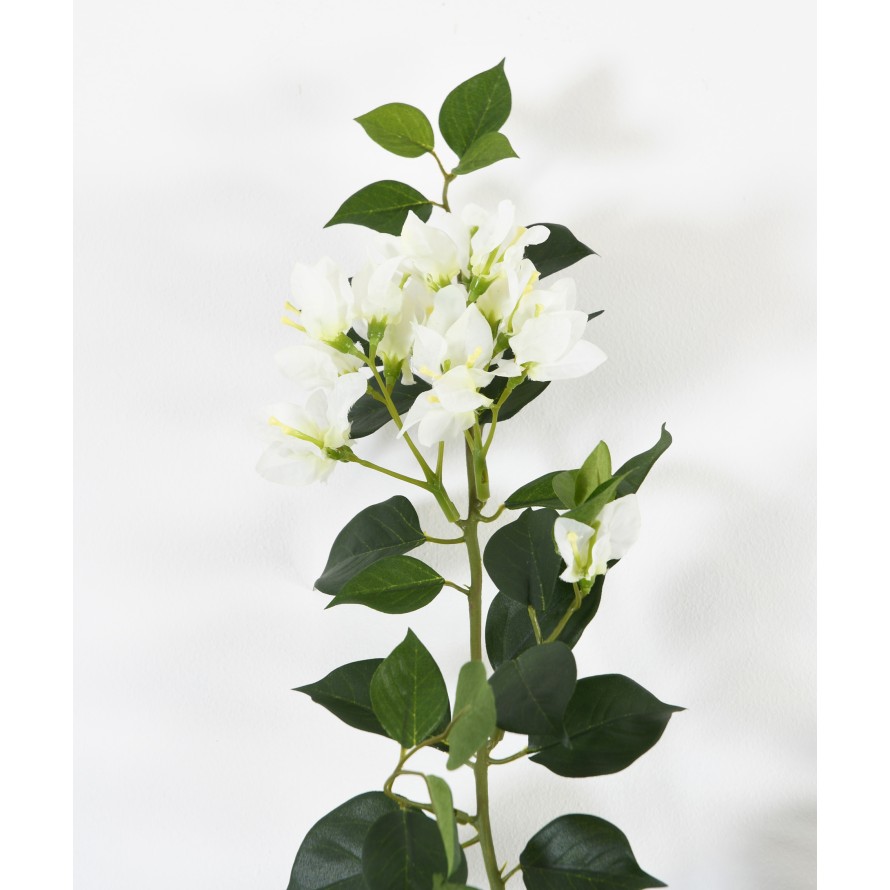 BOUGAINVILLEA (Drillingsblume) NEW ZWEIG