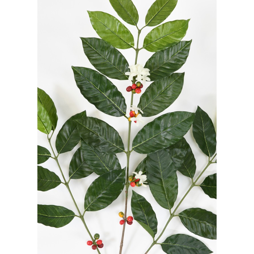 COFFEE TREE SPRAY NEW