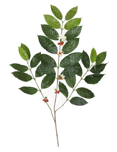 KAFFEEBAUM ZWEIG NEW