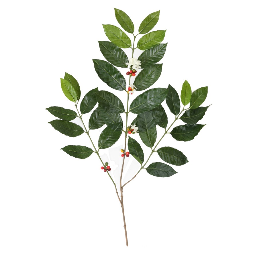 COFFEE TREE SPRAY NEW