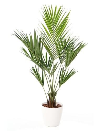 KENTIA PALMERA