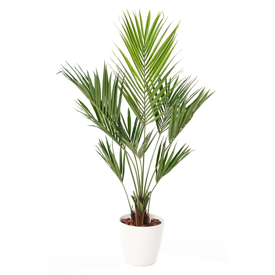 KENTIA PALMERA