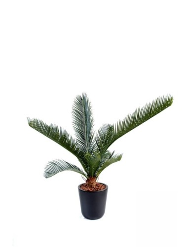 CYCAS BABY *10