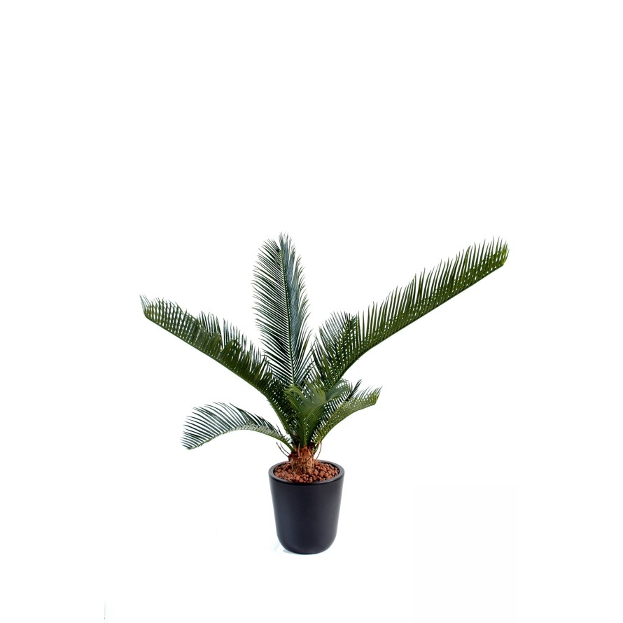 CYCAS BABY *10