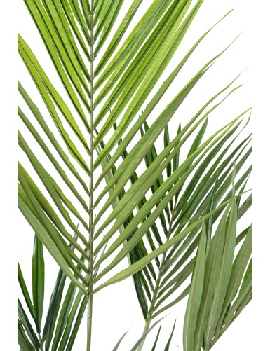 KENTIA PALME