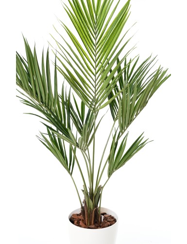 KENTIA PALMERA