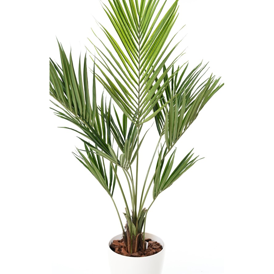 KENTIA PALMERA