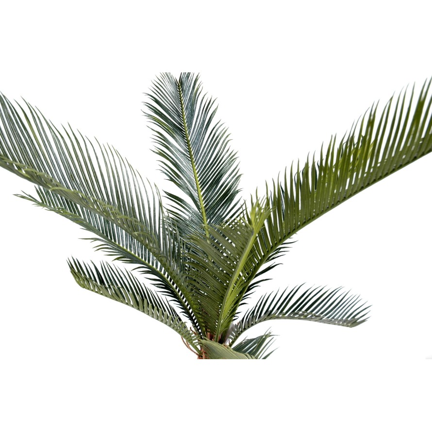 CYCAS BABY *10