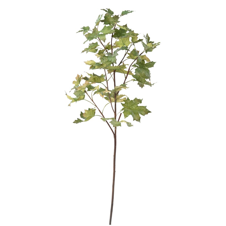 PLÁTANO ÁRBOL RAMA