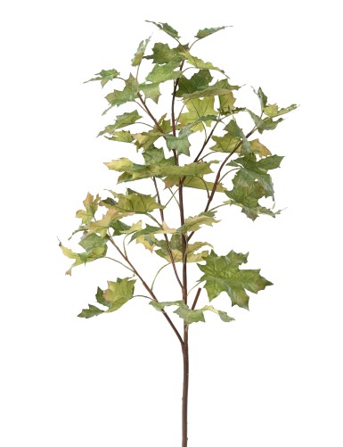 PLÁTANO ÁRBOL RAMA