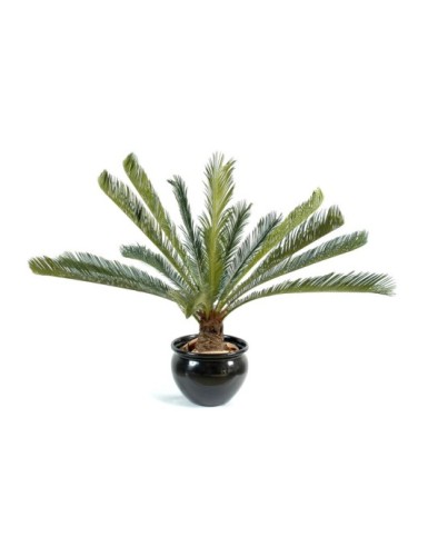 CYCAS GIANT *15
