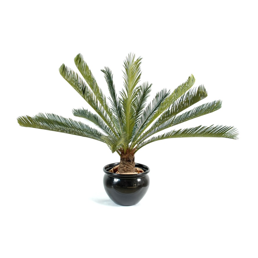 CYCAS GIANT *15