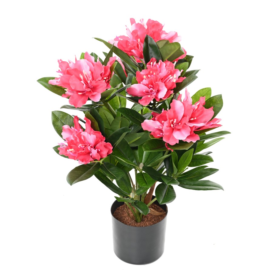 RODODENDRO 45 EN MACETA