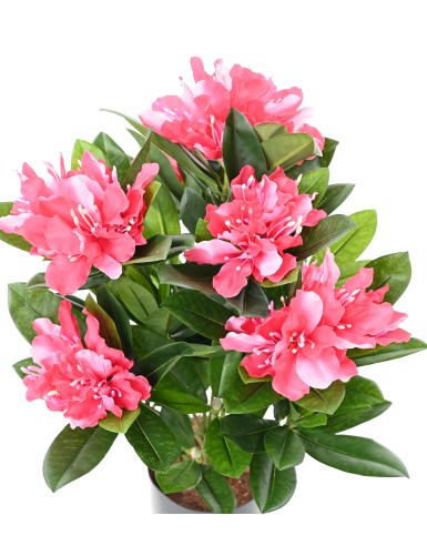 RHODODENDRON 45 TOPF