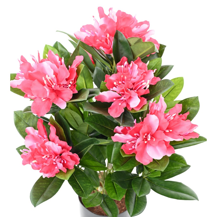 RHODODENDRON 45 TOPF
