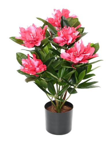 RHODODENDRON 45 TOPF