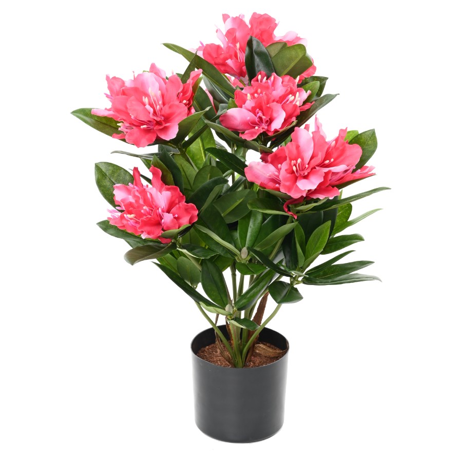RHODODENDRON 45 TOPF