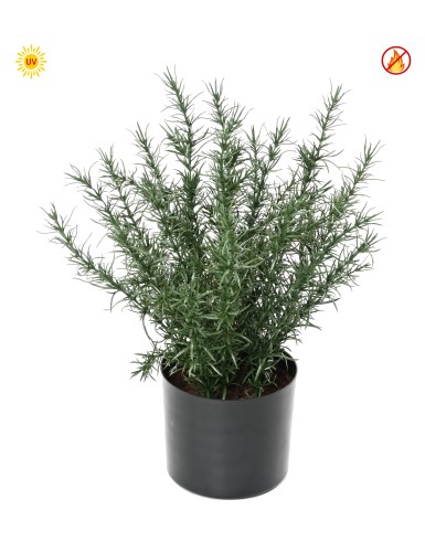 ROSMARIN TOPF 35 CM (plast)...