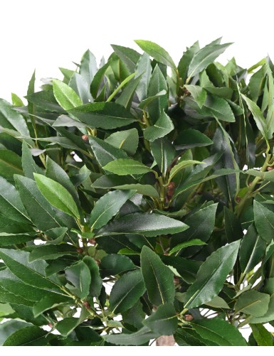 LAUREL BALL STEM 150 B