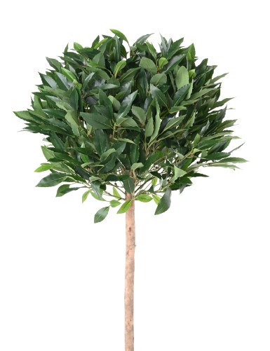 LORBEERBAUM KUGEL STAMM 150 B