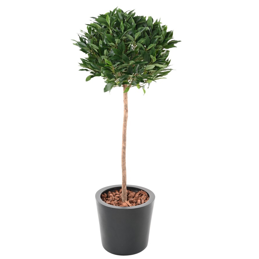 LAUREL BALL STEM 150 B