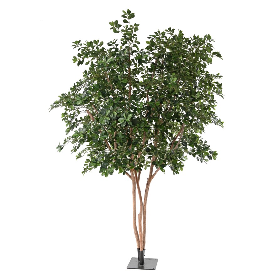 FIKUS BLACK OLIVE TREE 310