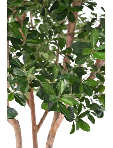 FICUS BLACK OLIVE TREE 310