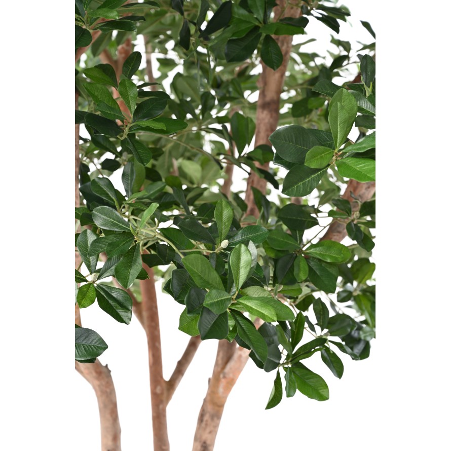 FICUS BLACK OLIVE TREE 310