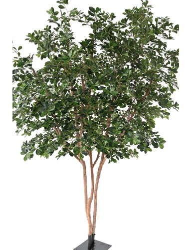 FICUS BLACK OLIVE TREE 310