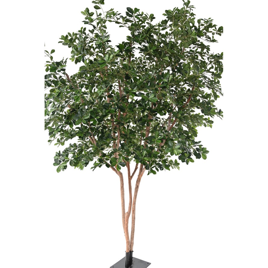 FIKUS BLACK OLIVE TREE 310