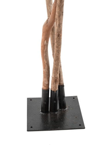 FIKUS BLACK OLIVE TREE 310