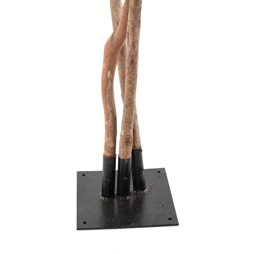 FICUS BLACK OLIVE TREE 310