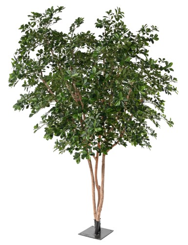 FIKUS BLACK OLIVE TREE 310