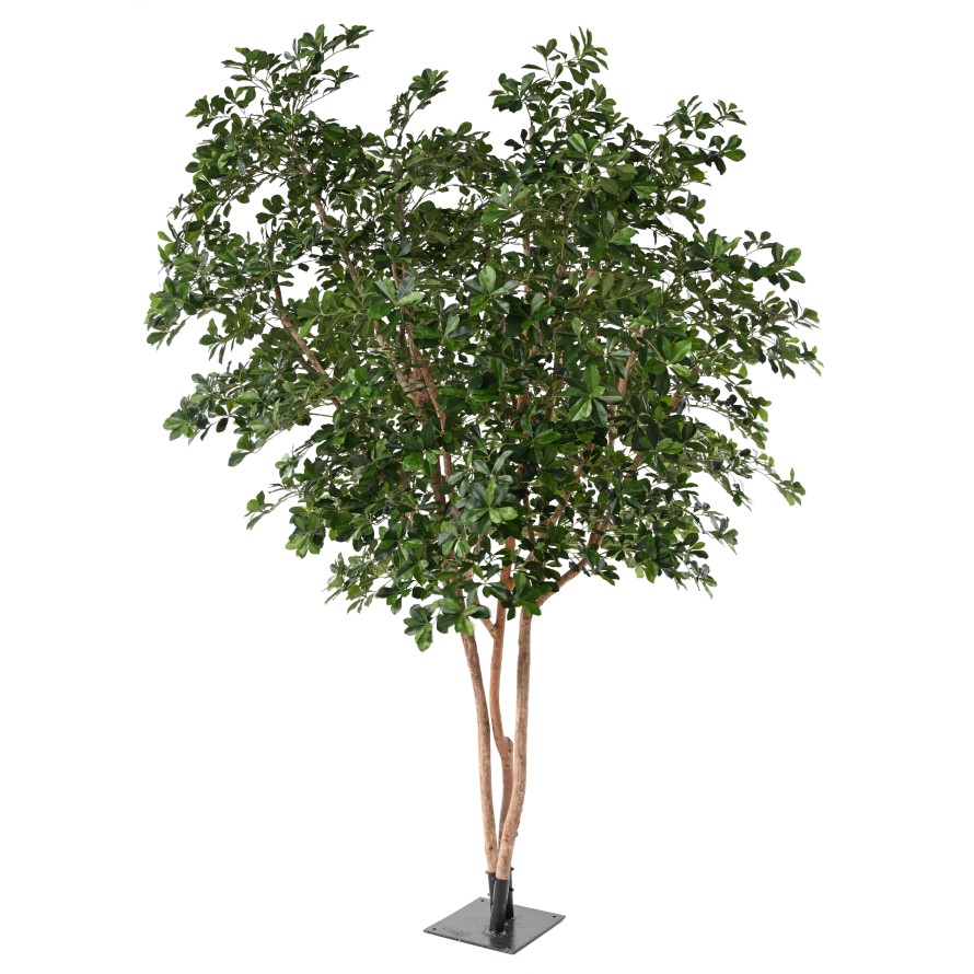 FIKUS BLACK OLIVE TREE 310