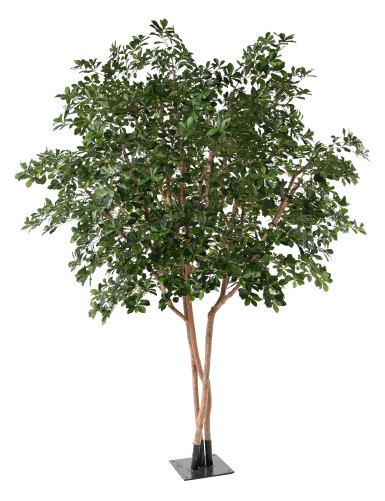 FIKUS BLACK OLIVE TREE 310