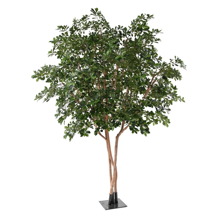 FICUS BLACK OLIVE TREE 310