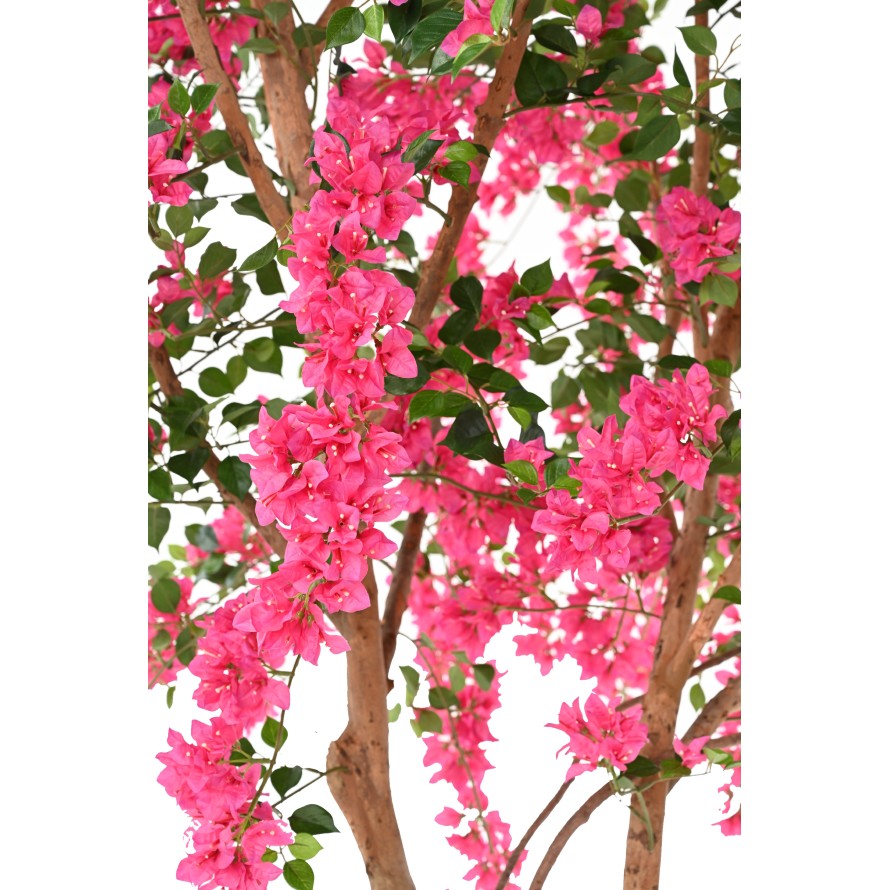 BOUGAINVILLEE FLEURS