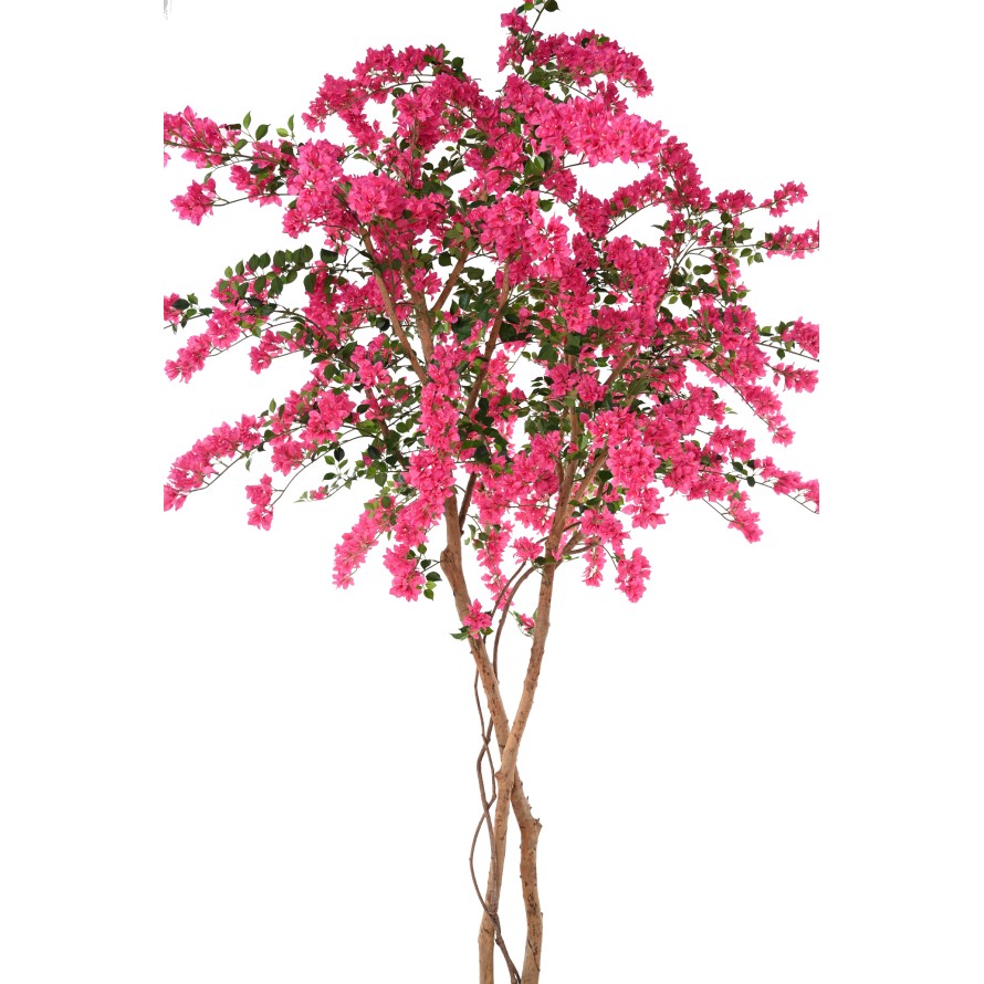 BOUGAINVILLEE FLEURS