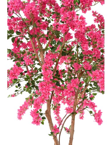BOUGAINVILLEE FLEURS